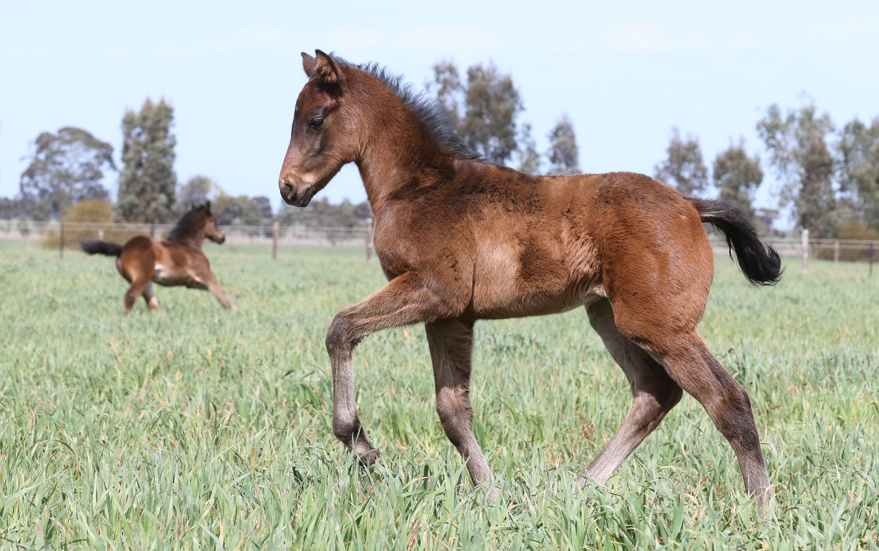 Unencumbered X Lady Thrills