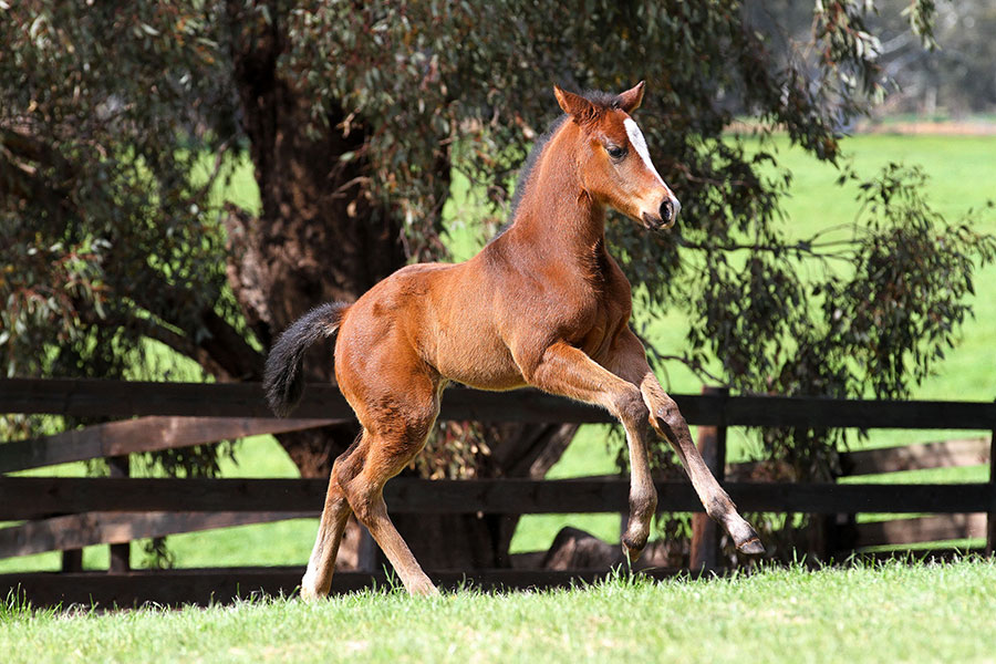 Unencumbered x Absolutely Fabulous 07 09 2016 GEN Three Bridges Thoroughbreds 1885