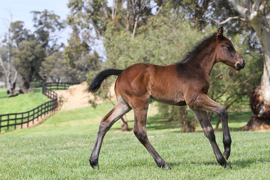 Unencumbered x Infinite Grace 07 09 2016 GEN Three Bridges Thoroughbreds 1971