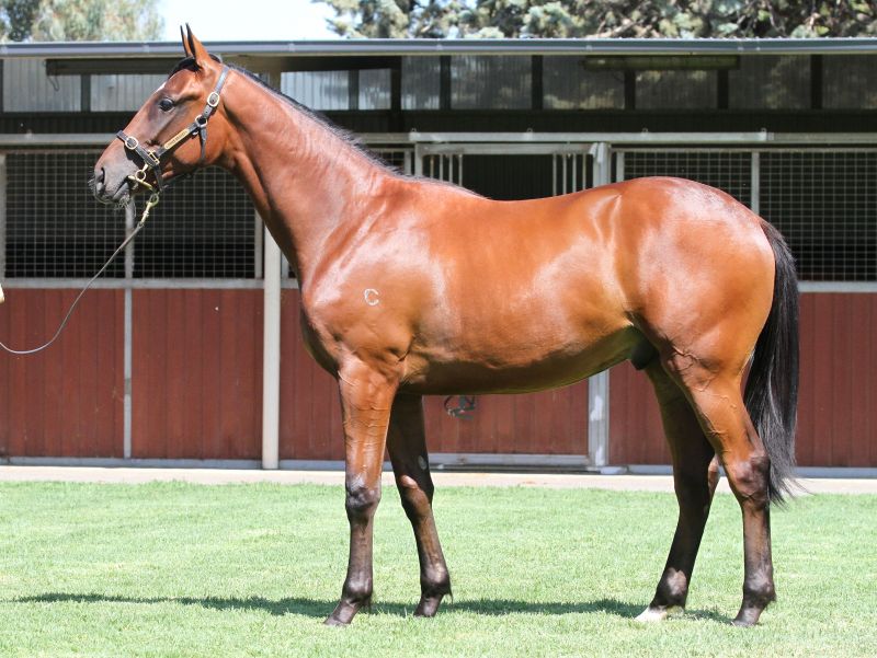 Lot 244B ColtHigh Chaparral (IRE) x Lacada Sirenclick for more