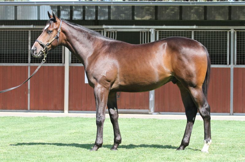 Lot 350B ColtMedaglia d'Oro (USA) x Mango Daiquiri (NZ)click for more