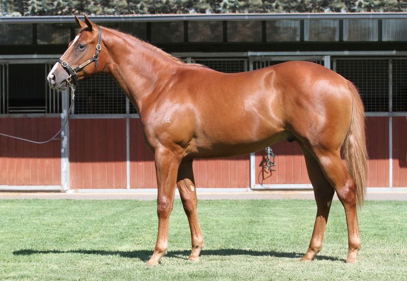 Lot 425Ch ColtStryker x Our Spirits Bay (NZ)click for more