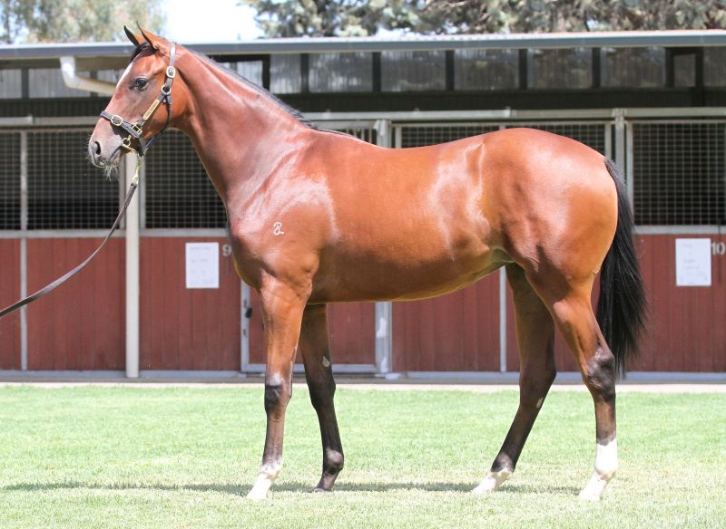 Lot 449B FillySmart Missile x Princess Pelona (USA)click for more