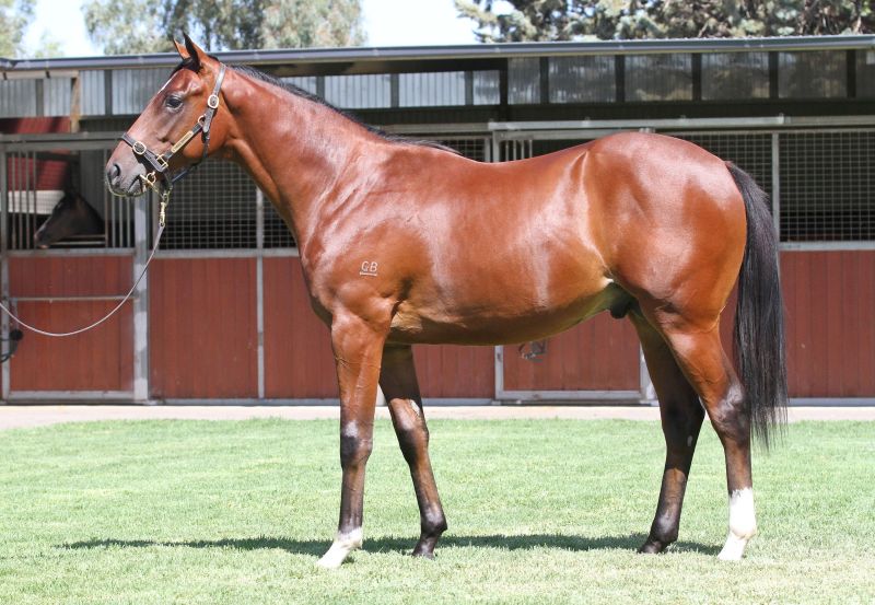 Lot 543B ColtStarcraft (NZ) x Stormy Choiceclick for more