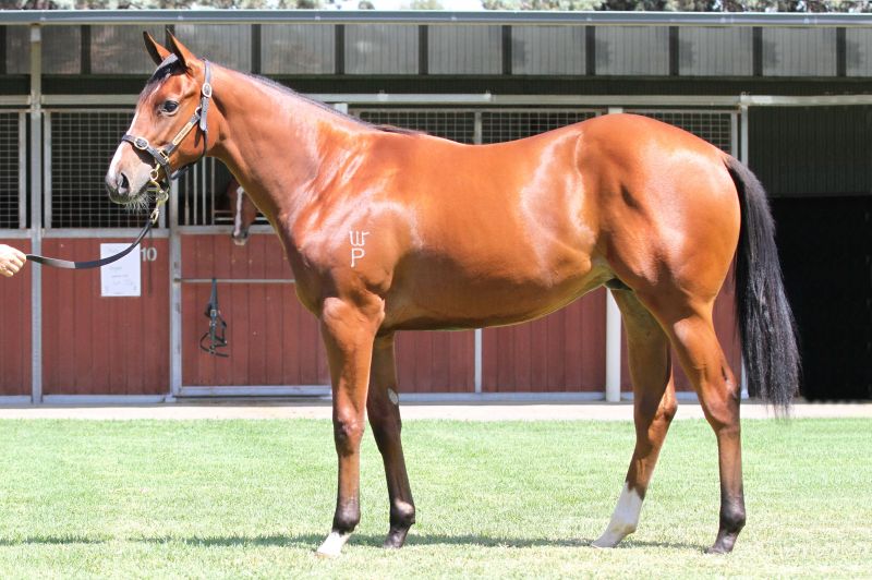 Lot 559B FillyFastnet Rock x Tanya Jeanclick for more