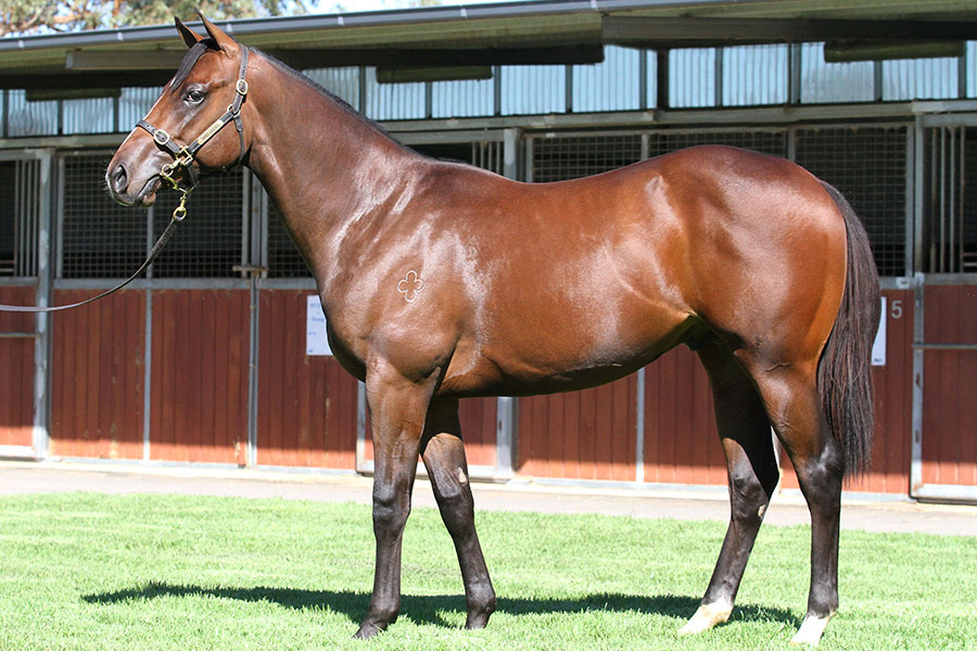 Lot 273Bay Colt	So You Think (NZ) x Dreamalittledream (IRE)click for more
