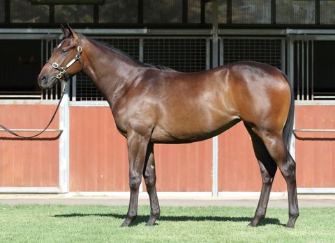 Lot 154Brown FillyStryker x Denariiclick for more