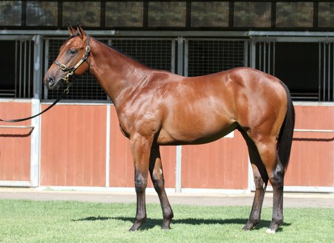 Lot 192Bay ColtSmart Missile x Emma Princessclick for more