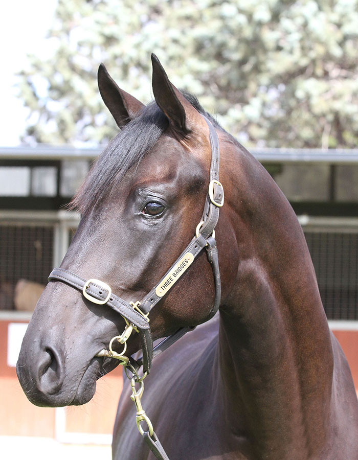 Lot 134Br ColtSo You Think (NZ)	 x Union Streetclick for more