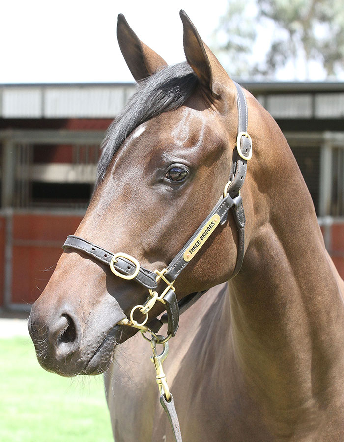 Lot 136B/Br FillySo You Think (NZ) x Alana's Dreamclick for more