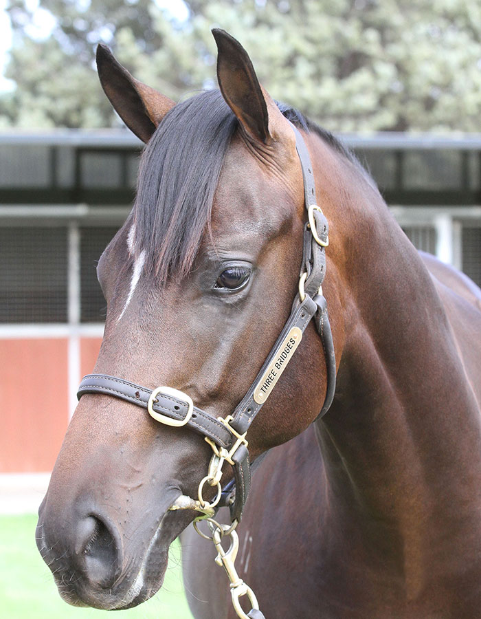 Lot 176B ColtBernardini (USA) x Malbunclick for more