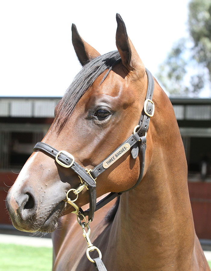 Lot 179B FillySnitzel x Maneaterclick for more