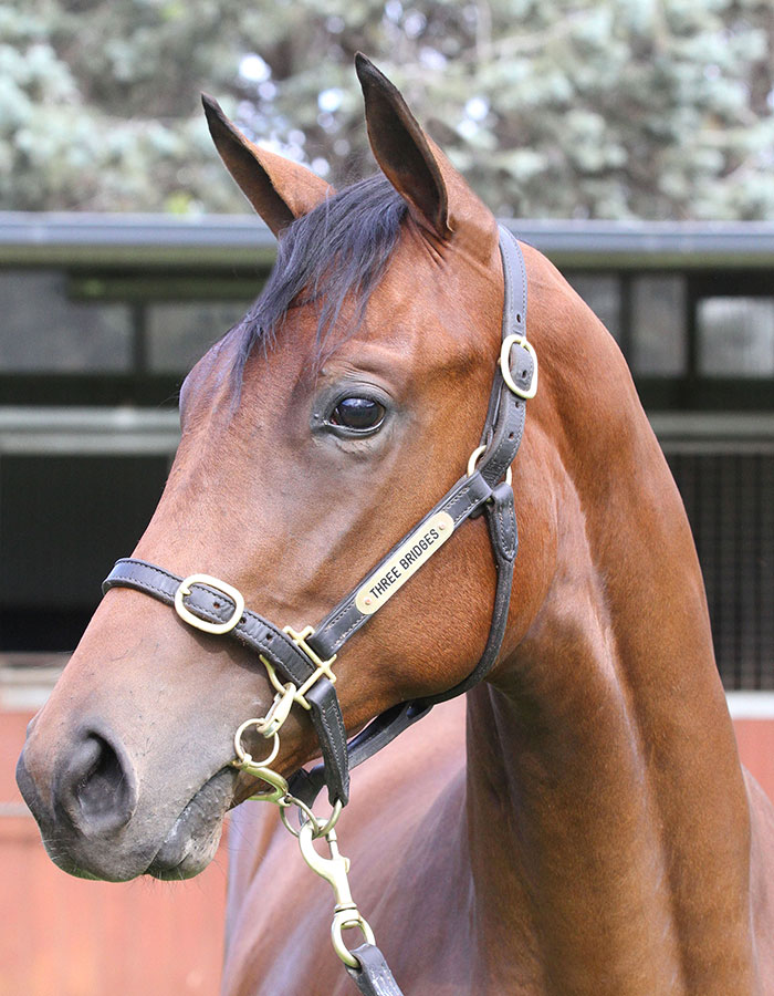 Lot 213B ColtChoisir x Mizzen Lass (USA)click for more