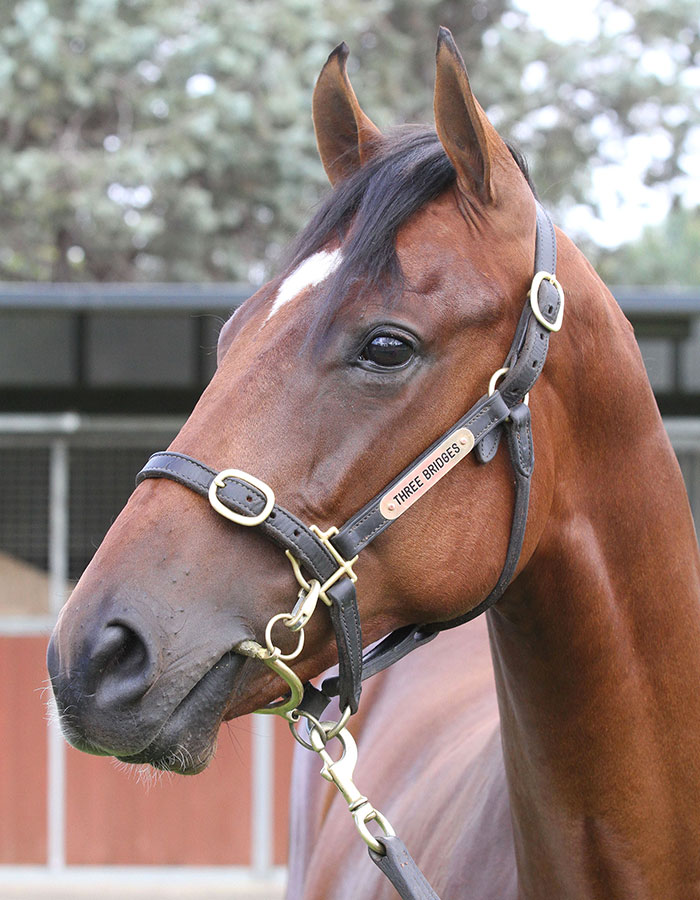 Lot 291B ColtStryker x Reconcentrateclick for more