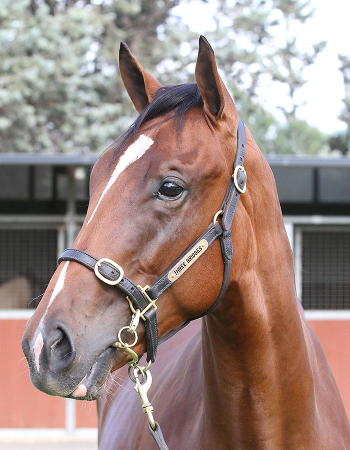 Lot 339B ColtTeofilo (IRE) x Serious Rockclick for more