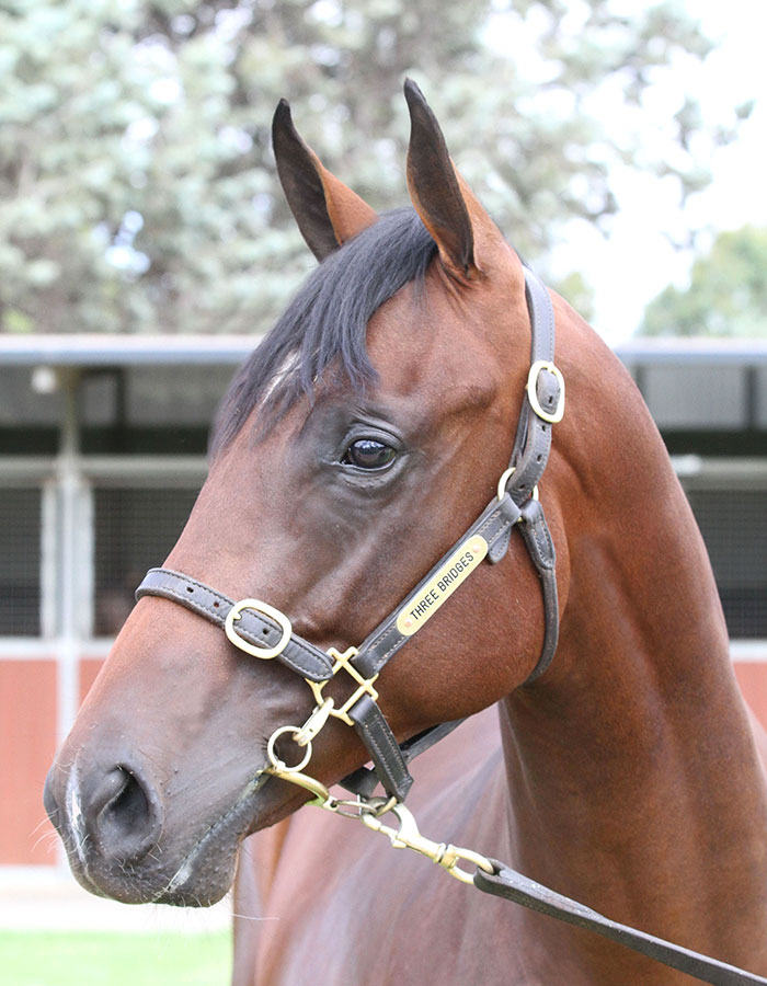 Lot 410B ColtFastnet Rock	x Unusual Choiceclick for more