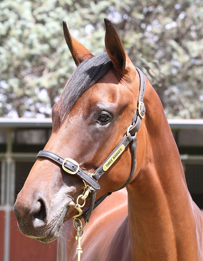 Lot 475B FillySo You Think (NZ) x Bellevue Lady (NZ)click for more