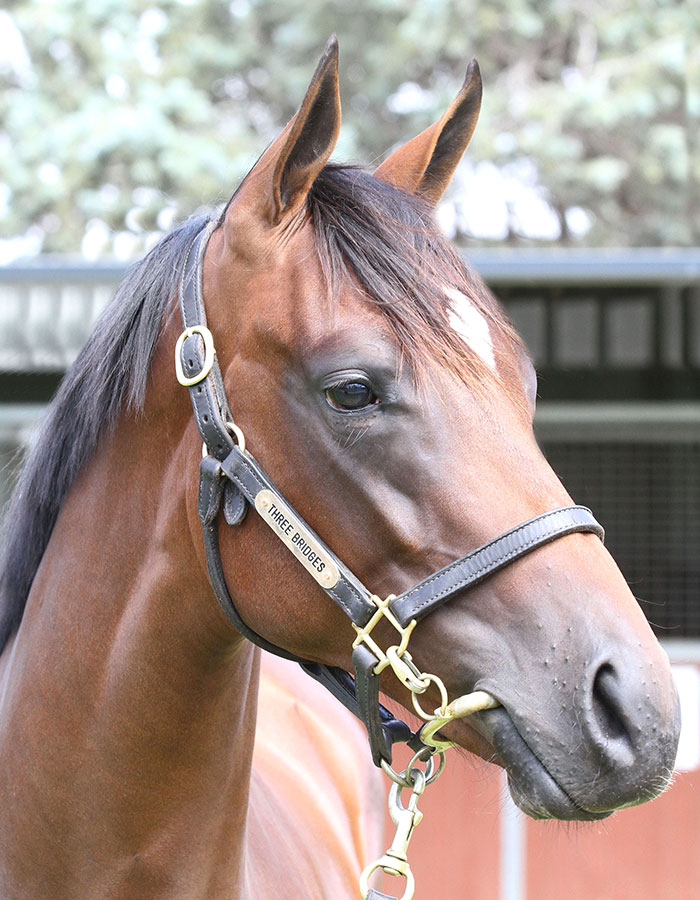 Lot 55B FillyMedaglia d'Oro (USA) x Huka (NZ)click for more