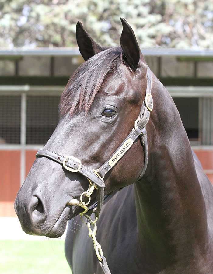 Lot 586Blk ColtStryker	x Granshanclick for more