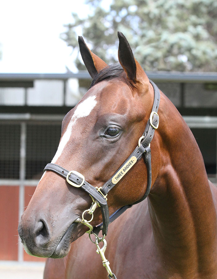 Lot 614B ColtCasino Prince x Magical Sunday (JPN)click for more