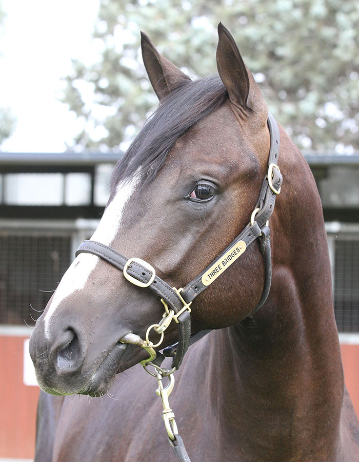 Lot 96B/Br ColtAd Valorem (USA) x Laurelling (USA)click for more