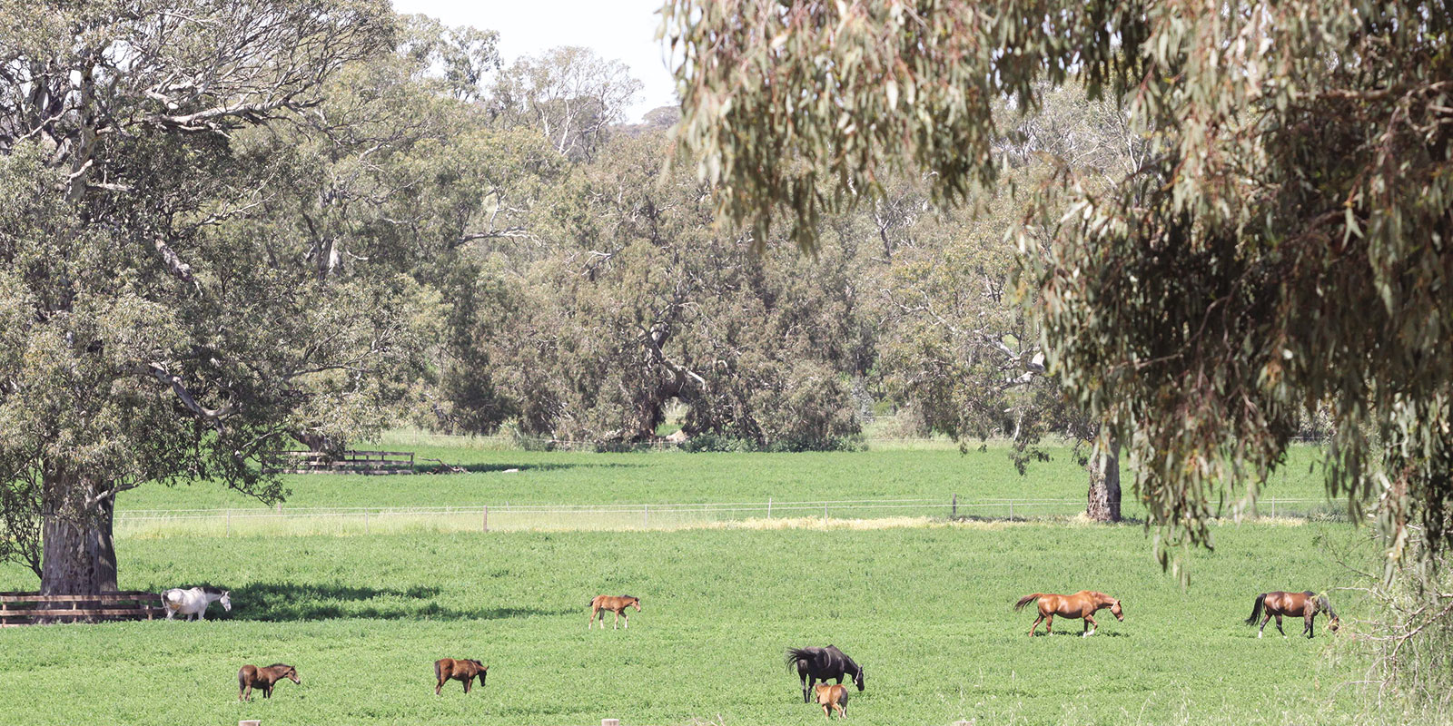 Horses back with nature